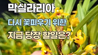 막실라리아 꽃 피우기 위한 가을 관리 Maxillaria [upl. by Gillead]