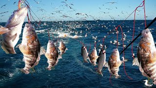 Amazing Commercial Longline grouper fishing on the sea  BIGGEST Grouper Ever Caught on the Boat [upl. by Aenad157]