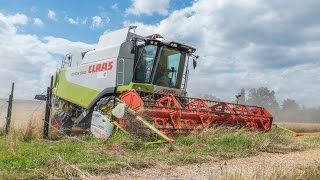 Gerste dreschen 2016 mit Claas Lexion 550 amp 770 [upl. by Latt316]