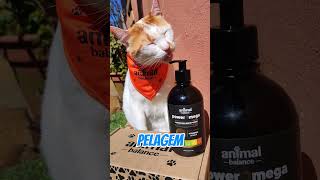 Você já deu suplemento para seu gato  doguinho pets cachorro filhote pet dermatitecanina [upl. by Nathaniel]