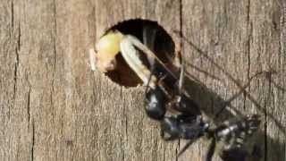 Camponotus vagus Fütterung Wüstenheuschrecke [upl. by Mchenry]