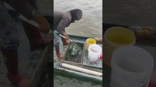 WellDesigned Net Transfering Fish Steadily And Easily [upl. by Niret882]