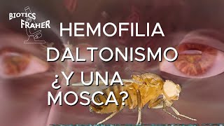 HEMOFILIA DALTONISMO ¿Y UNA MOSCA [upl. by Hafler]