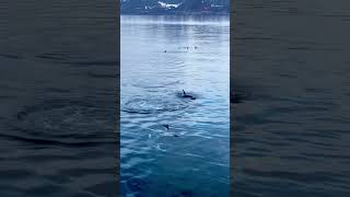 Orcas In Lofoten Norway on Hurtigruten [upl. by Pollard113]