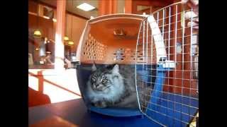 Removing Cats from Carriers [upl. by Atela]