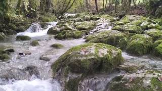 Relax con il rumore dell acqua di un ruscello di bosco [upl. by Deery]