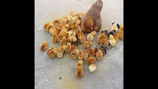 how to raise 50 chicks with one hen  hen harvesting eggs to chicks shorts [upl. by Berkman845]