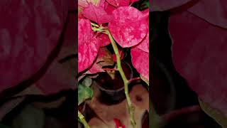 Poinsettia plant🪴shortshortvodeoviralvideoyogyataricegardening [upl. by Zonda633]