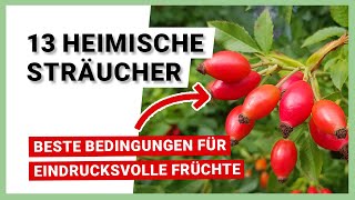 13 heimische Sträucher für beste Standortbedingungen [upl. by Agrippina970]