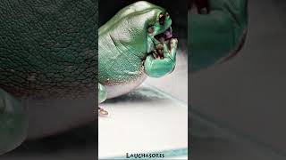 Australian Green Tree Frog VS Lizard [upl. by Neelia771]