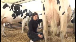 Ferme Bofran  Holstein Piquenique 2014 [upl. by Dulce]