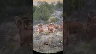 West Texas Aoudad Sheep sproulranch royhurley hunthesproulranch kuiu aoudad westtexaaoudad [upl. by Nawat]