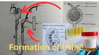 Ayeesha A is live how urine is formed in humans 😀🙏 [upl. by Ennovyhc348]