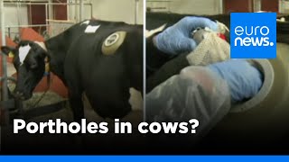 Swiss made cows fitted with portholes in stomach to test digestion  euronews 🇬🇧 [upl. by Avie151]