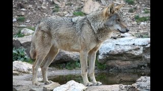 Canis lupus signatus  LOBO IBÉRICO [upl. by Anitsirhcairam]