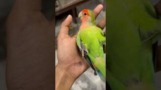 Mini vlogs with birds 🦜 love birds baby birds shortsfeed lovebirds parrot minivlog [upl. by Ellekcir723]