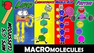 What Are the 4 Major Macromolecules and How Are They Made [upl. by Nylorak]