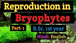 BSC first year Botany Reproduction in BryophytesVegetative reproduction in BryophytesTubers [upl. by Downing417]