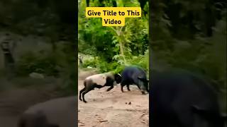 Give Title to This Video animalbehavior animals wildlife wildlifebattle wildlifeshowdown [upl. by Aij]