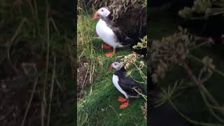 Puffins in Scotland puffins birds birdspotting [upl. by Seema776]