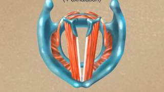 How the Larynx Produces Sound [upl. by Nniuqal504]