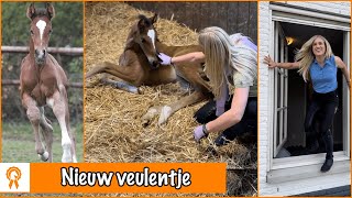 Veulentje op stal geboren  winnaar winactie  PaardenpraatTV [upl. by Collyer20]