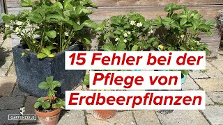 15 Fehler beim Anbau von Erdbeeren die du unbedingt vermeiden solltest [upl. by Aleron94]