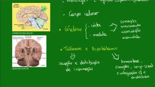 Distribuição do sistema nervoso e sistema nervoso central  Fisiologia  Biologia [upl. by Maxim]