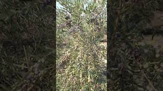 Arbequina zeytin arbequina zeytin olive nature farming zeytinyağı oliveoil garden shorts [upl. by Inohs]