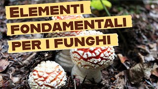 Elementi fondamentali per la nutrizione dei Funghi  micologia biologia funghi [upl. by Nimzzaj]