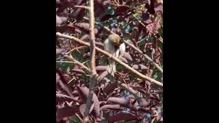 Chipping Sparrow taking a sunbath [upl. by Lilahk919]