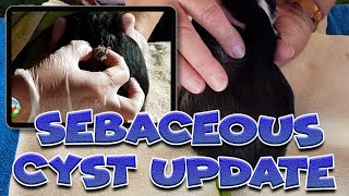 Guinea pig Sebaceous Cyst Update  treating a cyst [upl. by Seagraves46]