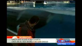 Ballena del zoológico de San Diego da a luz en el Día de San Valentín [upl. by Googins]