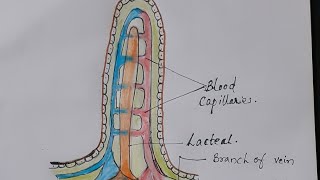 How to draw structure of Villus  Class IX [upl. by Warfourd695]