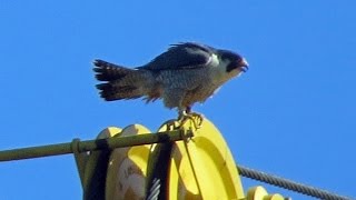 Peregrine Falcon at Haverhill  February 20 2016 [upl. by Esila]