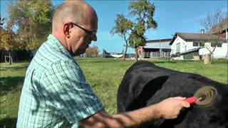 Besuch bei der Wagyu Farm Virngrund Wagyu [upl. by Lokkin]