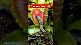 venus flytrap eats meat 😱 amazingfacts factsinhindi new facts latest trending ytshorts 1m [upl. by Dene]