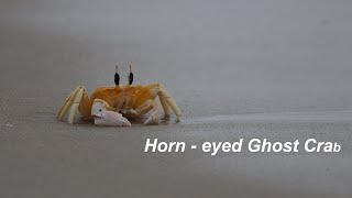 Orange Crab  Horneyed Ghost Crab  4K [upl. by Jasper]