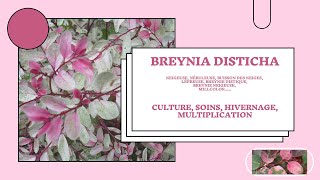 Une plante merveilleuse Breynia disticha Milcolor [upl. by Singband]