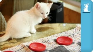 Kittens Love Playing Checkers  Kitten Love [upl. by Hsetih779]