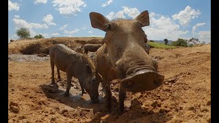 Lions Hunt Warthogs  But Do They Have An Escape Plan [upl. by Eihtur]