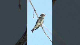 Olivesided Flycatcher Sound Video Songbird Nature Sounds [upl. by Yesrod]