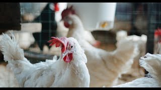 Importance of Colibacillosis in Poultry [upl. by Kruger]