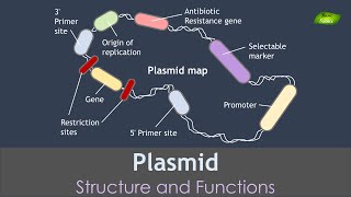 Plasmid Animation  Genetic Engineering  Basic Science Series [upl. by Midis849]