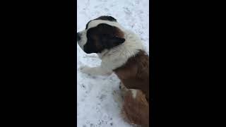 Saint Bernards on ice and snow saint bernard barking [upl. by Gerdy]