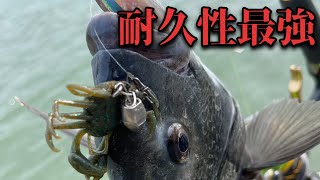 【チニング】黒鯛やキビレを釣りまくっているリグとワームの実釣解説【コブシ】 [upl. by Asiul]