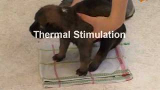 Early Neurological Stimulation Puppies [upl. by Enelyahs]