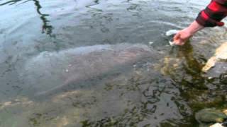 Nurse Shark Bonneville Seabase UtahAVI [upl. by Spiro]