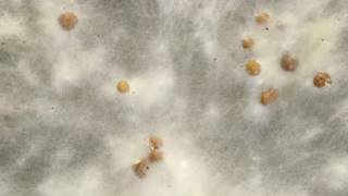 Sclerotium formation timelapse [upl. by Crissie]