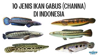 10 Jenis Ikan Gabus Channa Asli di Indonesia [upl. by Netsirk]